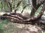 Τρεις εντυπωσιακά υπερμεγέθεις κορμοί αναρριχώνται  δίπλα στο εκκλησάκι του Αγίου Νικολάου.